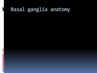 Basal ganglia anatomy
 