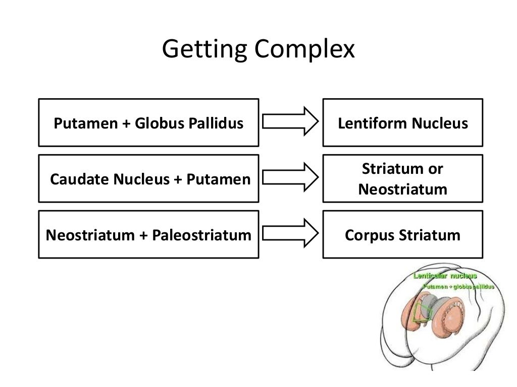Basal ganglia stroke