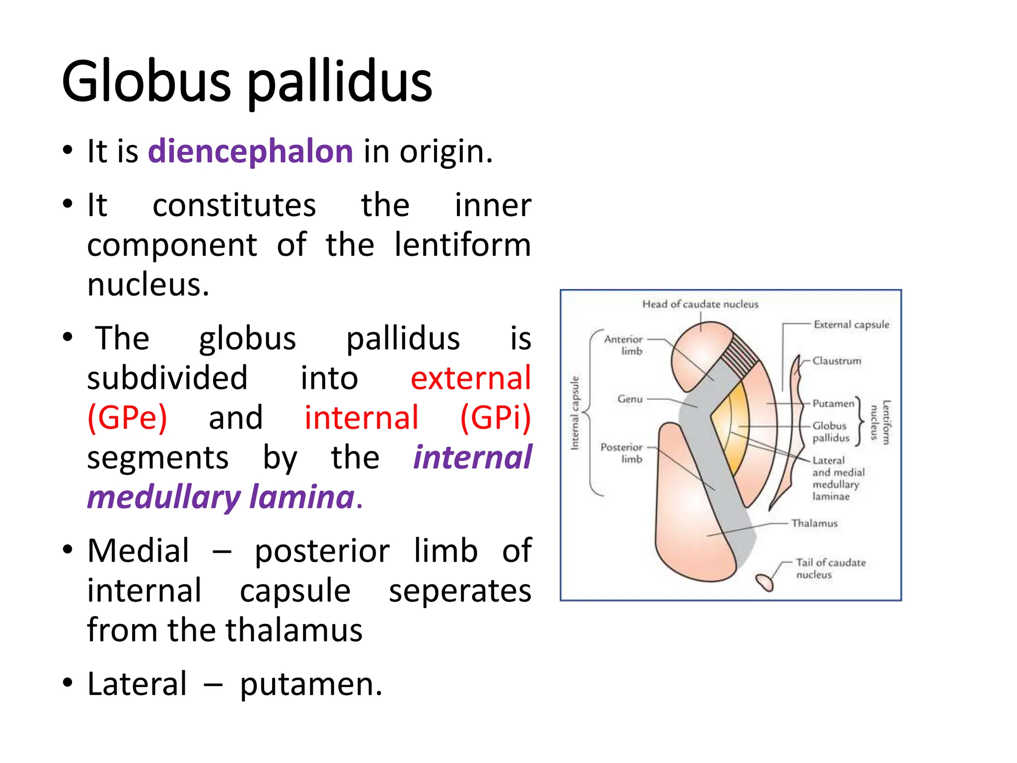 Globus pallidus
• It is diencephalon in origin.
• It constitutes the inner
component of the lentiform
nucleus.
• The globus pallidus is
subdivided into external
(GPe) and internal (GPi)
segments by the internal
medullary lamina.
• Medial – posterior limb of
internal capsule seperates
from the thalamus
• Lateral – putamen.
 