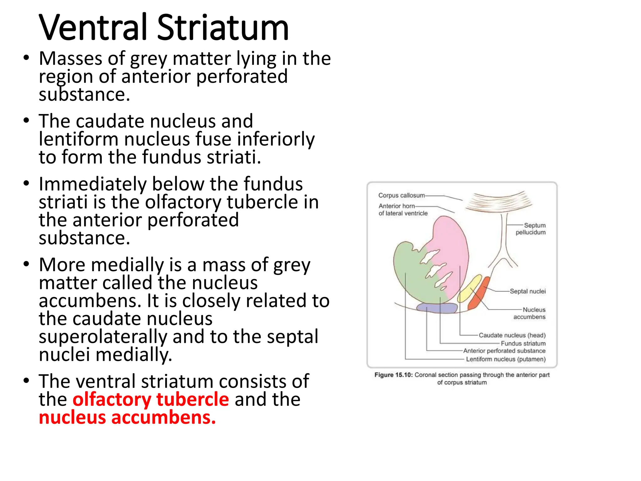 Ventral Striatum
• Masses of grey matter lying in the
region of anterior perforated
substance.
• The caudate nucleus and
lentiform nucleus fuse inferiorly
to form the fundus striati.
• Immediately below the fundus
striati is the olfactory tubercle in
the anterior perforated
substance.
• More medially is a mass of grey
matter called the nucleus
accumbens. It is closely related to
the caudate nucleus
superolaterally and to the septal
nuclei medially.
• The ventral striatum consists of
the olfactory tubercle and the
nucleus accumbens.
 