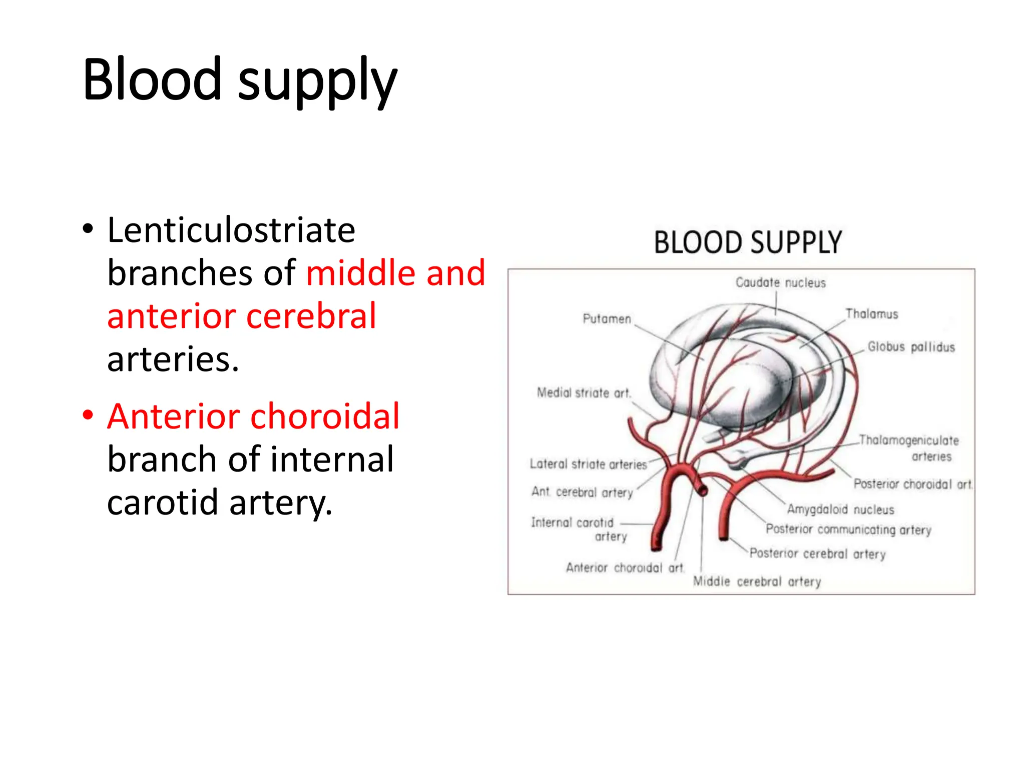 Blood supply
• Lenticulostriate
branches of middle and
anterior cerebral
arteries.
• Anterior choroidal
branch of internal
carotid artery.
 