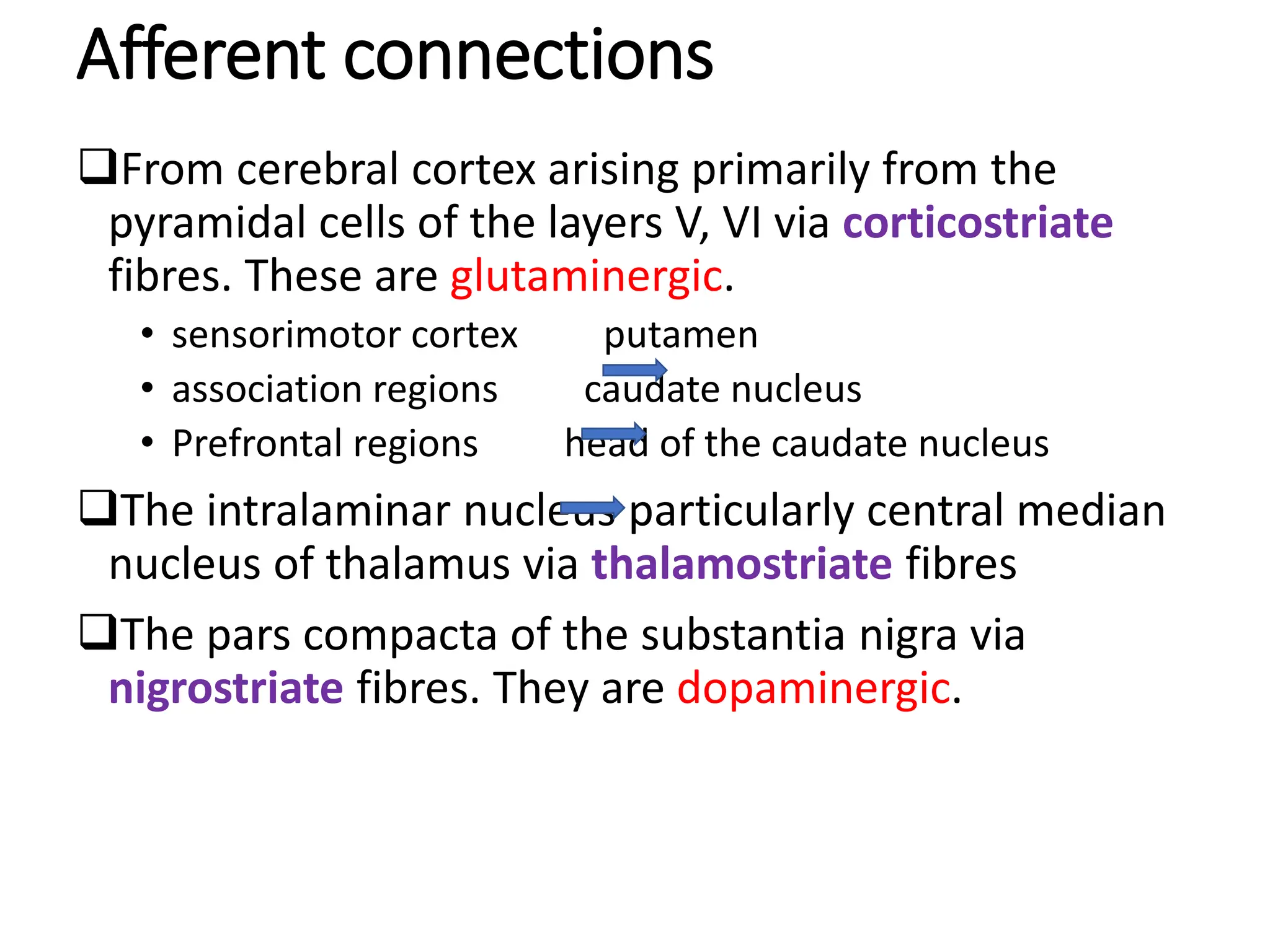 Afferent connections
From cerebral cortex arising primarily from the
pyramidal cells of the layers V, VI via corticostriate
fibres. These are glutaminergic.
• sensorimotor cortex putamen
• association regions caudate nucleus
• Prefrontal regions head of the caudate nucleus
The intralaminar nucleus particularly central median
nucleus of thalamus via thalamostriate fibres
The pars compacta of the substantia nigra via
nigrostriate fibres. They are dopaminergic.
 