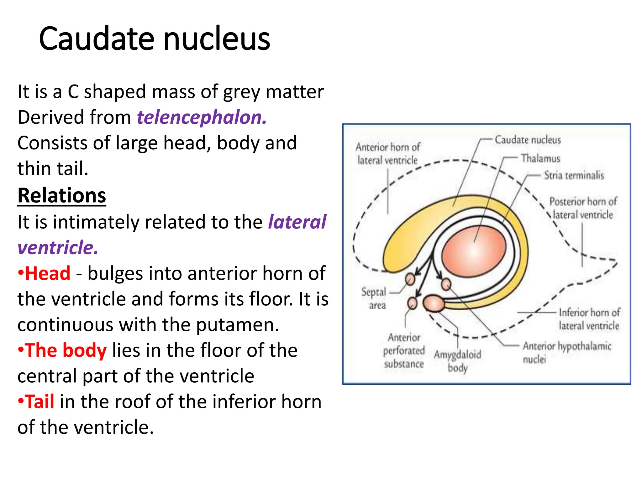 It is a C shaped mass of grey matter
Derived from telencephalon.
Consists of large head, body and
thin tail.
Relations
It is intimately related to the lateral
ventricle.
•Head - bulges into anterior horn of
the ventricle and forms its floor. It is
continuous with the putamen.
•The body lies in the floor of the
central part of the ventricle
•Tail in the roof of the inferior horn
of the ventricle.
Caudate nucleus
 