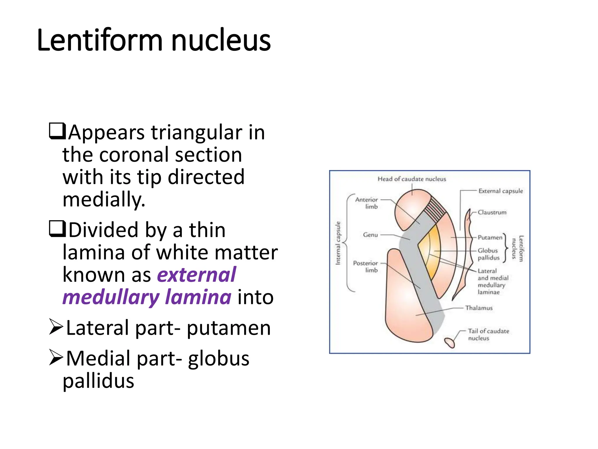 Lentiform nucleus
Appears triangular in
the coronal section
with its tip directed
medially.
Divided by a thin
lamina of white matter
known as external
medullary lamina into
Lateral part- putamen
Medial part- globus
pallidus
 