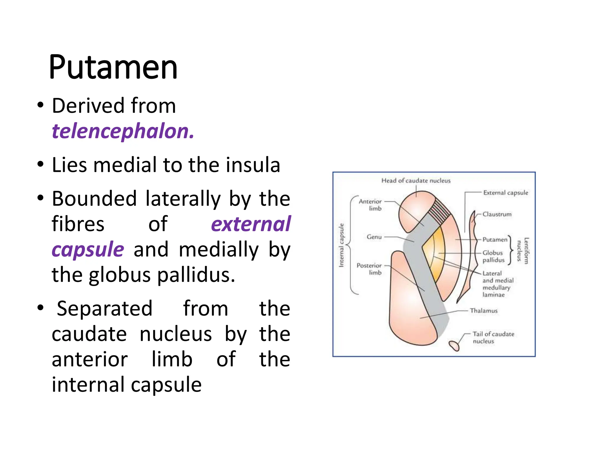 Putamen
• Derived from
telencephalon.
• Lies medial to the insula
• Bounded laterally by the
fibres of external
capsule and medially by
the globus pallidus.
• Separated from the
caudate nucleus by the
anterior limb of the
internal capsule
 