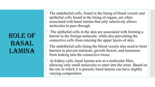 The endothelial cells, found in the lining of blood vessels and
epithelial cells found in the lining of organs, are often
associated with basal lamina that only selectively allows
molecules to pass through.
 The epithelial cells in the skin are associated with forming a
barrier to the foreign molecule, while also preventing the
connective cells from entering the upper layers of skin.
 The endothelial cells lining the blood vessels also need to form
barriers to prevent nutrients, growth factors, and hormones
from leaking into the connective tissue.
 In kidney cells, basal lamina acts as a molecular filter,
allowing only small molecules to enter into the urine. Based on
the site in which it is present, basal lamina can have slightly
varying composition.
Role of
Basal
Lamina
 