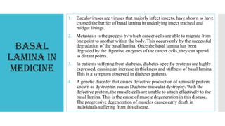 Basal
Lamina in
Medicine
1. Baculoviruses are viruses that majorly infect insects, have shown to have
crossed the barrier of basal lamina in underlying insect tracheal and
midgut linings.
2. Metastasis is the process by which cancer cells are able to migrate from
one point to another within the body. This occurs only by the successful
degradation of the basal lamina. Once the basal lamina has been
degraded by the digestive enzymes of the cancer cells, they can spread
to distant points.
3. In patients suffering from diabetes, diabetes-specific proteins are highly
expressed, causing an increase in thickness and stiffness of basal lamina.
This is a symptom observed in diabetes patients.
4. A genetic disorder that causes defective production of a muscle protein
known as dystrophin causes Duchene muscular dystrophy. With the
defective protein, the muscle cells are unable to attach effectively to the
basal lamina. This is the cause of muscle degeneration in this disease.
The progressive degeneration of muscles causes early death in
individuals suffering from this disease.
 