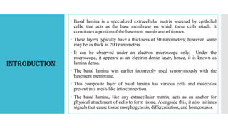 Introduction
 Basal lamina is a specialized extracellular matrix secreted by epithelial
cells, that acts as the base membrane on which these cells attach. It
constitutes a portion of the basement membrane of tissues.
 These layers typically have a thickness of 50 nanometers; however, some
may be as thick as 200 nanometers.
 It can be observed under an electron microscope only. Under the
microscope, it appears as an electron-dense layer, hence, it is known as
lamina densa.
 The basal lamina was earlier incorrectly used synonymously with the
basement membrane.
 This composite layer of basal lamina has various cells and molecules
present in a mesh-like interconnection.
 The basal lamina, like any extracellular matrix, acts as an anchor for
physical attachment of cells to form tissue. Alongside this, it also initiates
signals that cause tissue morphogenesis, differentiation, and homeostasis.
 