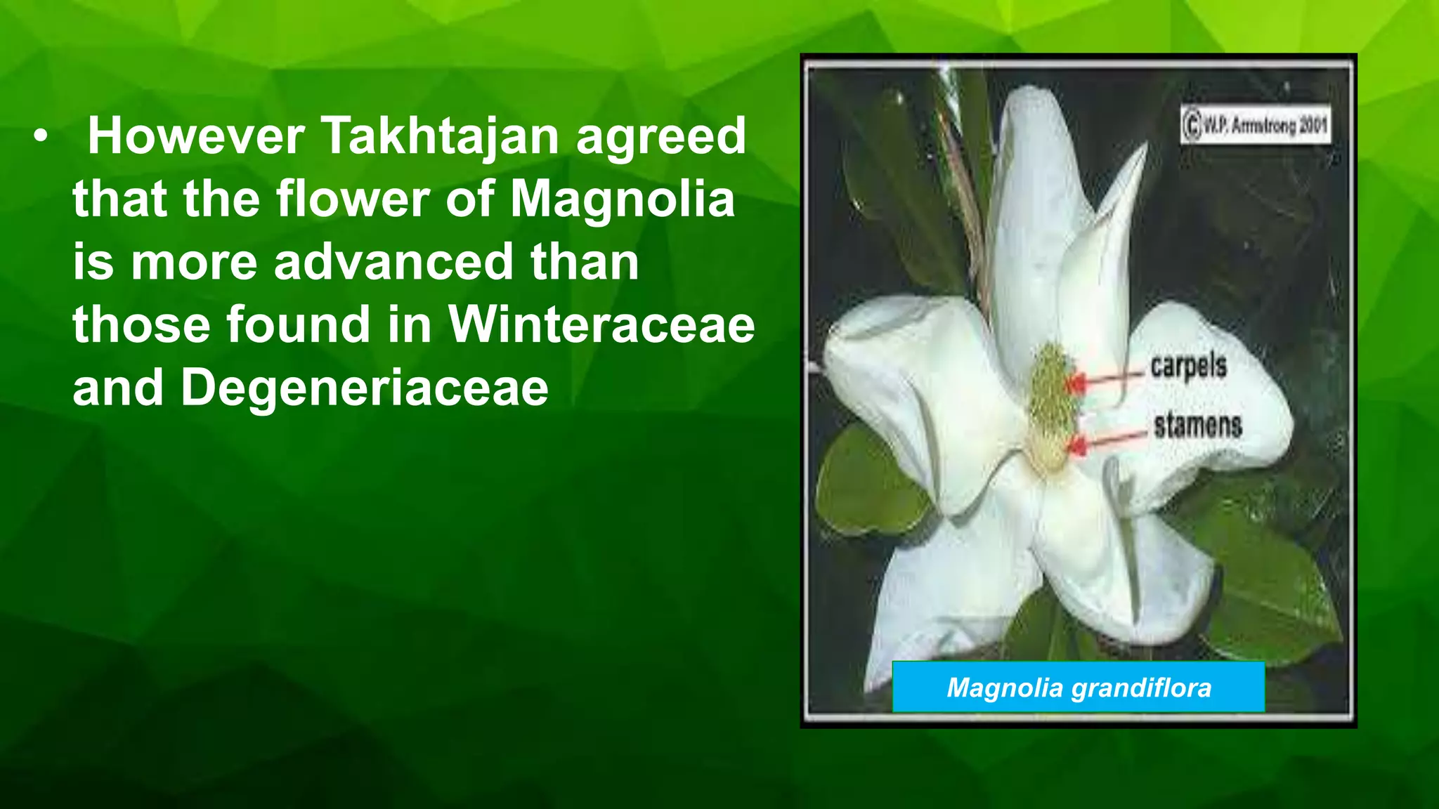 Basal living angiosperms one of the topics in Plant Systemativ | PPTX