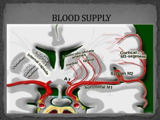 Basal nuclei & their connections | PPTX