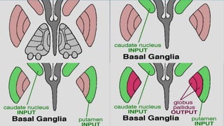 Basal nuclei | PDF