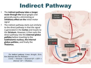 Functional Anatomy & physiology of the Basal nuclei | PPTX