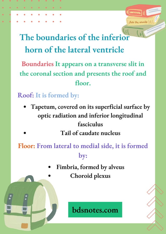 Basal ganglia: Gross anatomy and function Biology Diagrams