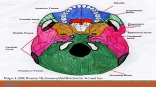 Morgan, B. (1999, November 19). Overview of Adult Brain Function. Retrieved from
https://web.archive.org/web/20080227162001/http://www.orlandoregional.org/pdf%20folder/overview%20adult%20brain%
20injury.pdf
 