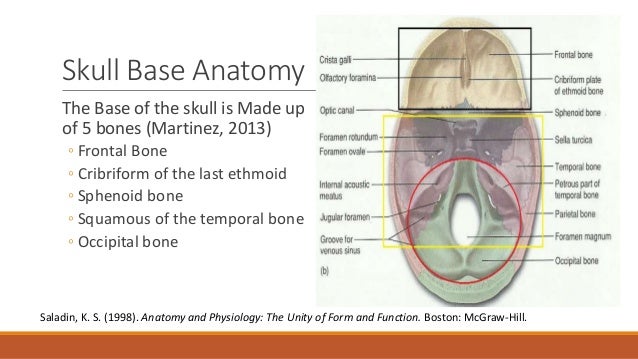 basilar fracture symptoms basilar fracture symptoms