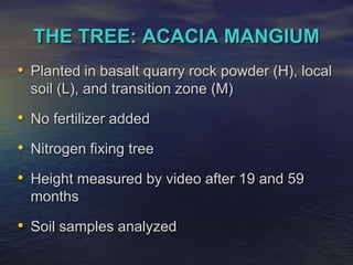 THE TREE: ACACIA MANGIUM<br />Planted in basalt quarry rock powder (H), local soil (L), and transition zone (M)<br />No fe...