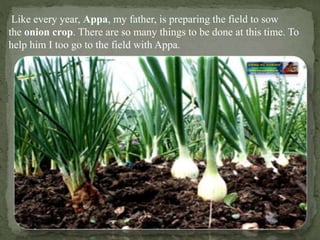 Like every year, Appa, my father, is preparing the field to sow
the onion crop. There are so many things to be done at thi...