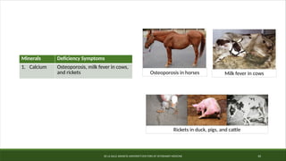 DE LA SALLE ARANETA UNIVERSITY-DOCTORS OF VETERINARY MEDICINE 10
Osteoporosis in horses Milk fever in cows
Rickets in duck, pigs, and cattle
Minerals Deficiency Symptoms
1. Calcium Osteoporosis, milk fever in cows,
and rickets
 