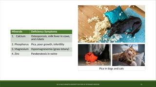 DE LA SALLE ARANETA UNIVERSITY-DOCTORS OF VETERINARY MEDICINE 11
Pica in dogs and cats
Minerals Deficiency Symptoms
1. Calcium Osteoporosis, milk fever in cows,
and rickets
2. Phosphorus Pica, poor growth, infertility
3. Magnesium Hypomagnesemia (grass tetany)
4. Zinc Parakeratosis in swine
 