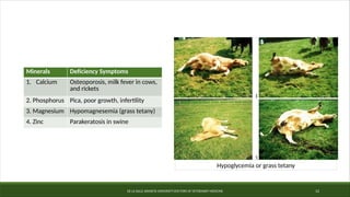DE LA SALLE ARANETA UNIVERSITY-DOCTORS OF VETERINARY MEDICINE 12
Hypoglycemia or grass tetany
Minerals Deficiency Symptoms
1. Calcium Osteoporosis, milk fever in cows,
and rickets
2. Phosphorus Pica, poor growth, infertility
3. Magnesium Hypomagnesemia (grass tetany)
4. Zinc Parakeratosis in swine
 