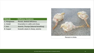 DE LA SALLE ARANETA UNIVERSITY-DOCTORS OF VETERINARY MEDICINE 14
Minerals Deficiency Symptoms
5. Manganese Perosis, skeletal deficiency
6. Cobalt Emaciation in cattle and sheep
7. Iron Anemia, Thumps (labored breathing)
8. Copper Enzootic ataxia in sheep, anemia
Perosis in chicks
 