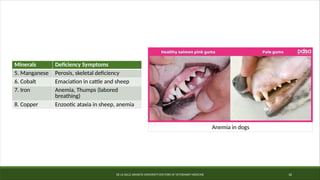 DE LA SALLE ARANETA UNIVERSITY-DOCTORS OF VETERINARY MEDICINE 16
Minerals Deficiency Symptoms
5. Manganese Perosis, skeletal deficiency
6. Cobalt Emaciation in cattle and sheep
7. Iron Anemia, Thumps (labored
breathing)
8. Copper Enzootic ataxia in sheep, anemia
Anemia in dogs
 