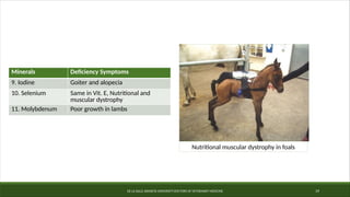 DE LA SALLE ARANETA UNIVERSITY-DOCTORS OF VETERINARY MEDICINE 19
Minerals Deficiency Symptoms
9. Iodine Goiter and alopecia
10. Selenium Same in Vit. E, Nutritional and
muscular dystrophy
11. Molybdenum Poor growth in lambs
Nutritional muscular dystrophy in foals
 