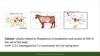 DE LA SALLE ARANETA UNIVERSITY-DOCTORS OF VETERINARY MEDICINE 9
Calcium- closely related to Phosphorus in metabolism and consist of 70% in
the ash of the body.
Ca:P= 1-2:1 (monogastrics) 7:1 (ruminants) 10:1 for laying hens
 