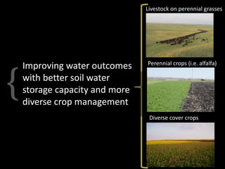 Livestock on perennial grasses
Diverse cover crops
Perennial crops (i.e. alfalfa)
• 10-14% less runoff overall
• 7-10% mor...