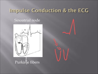 Sinoatrial node
AV node
Bundle of His
Bundle Branches
Purkinje fibers
 