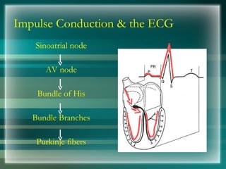 Impulse Conduction & the ECG
Sinoatrial node
AV node
Bundle of His
Bundle Branches
Purkinje fibers
 