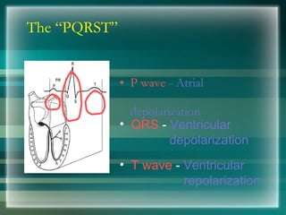 The “PQRST”
• P wave - Atrial
depolarization
• T wave - Ventricular
repolarization
• QRS - Ventricular
depolarization
 
