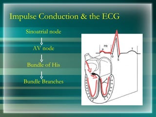 Impulse Conduction & the ECG
Sinoatrial node
AV node
Bundle of His
Bundle Branches
 