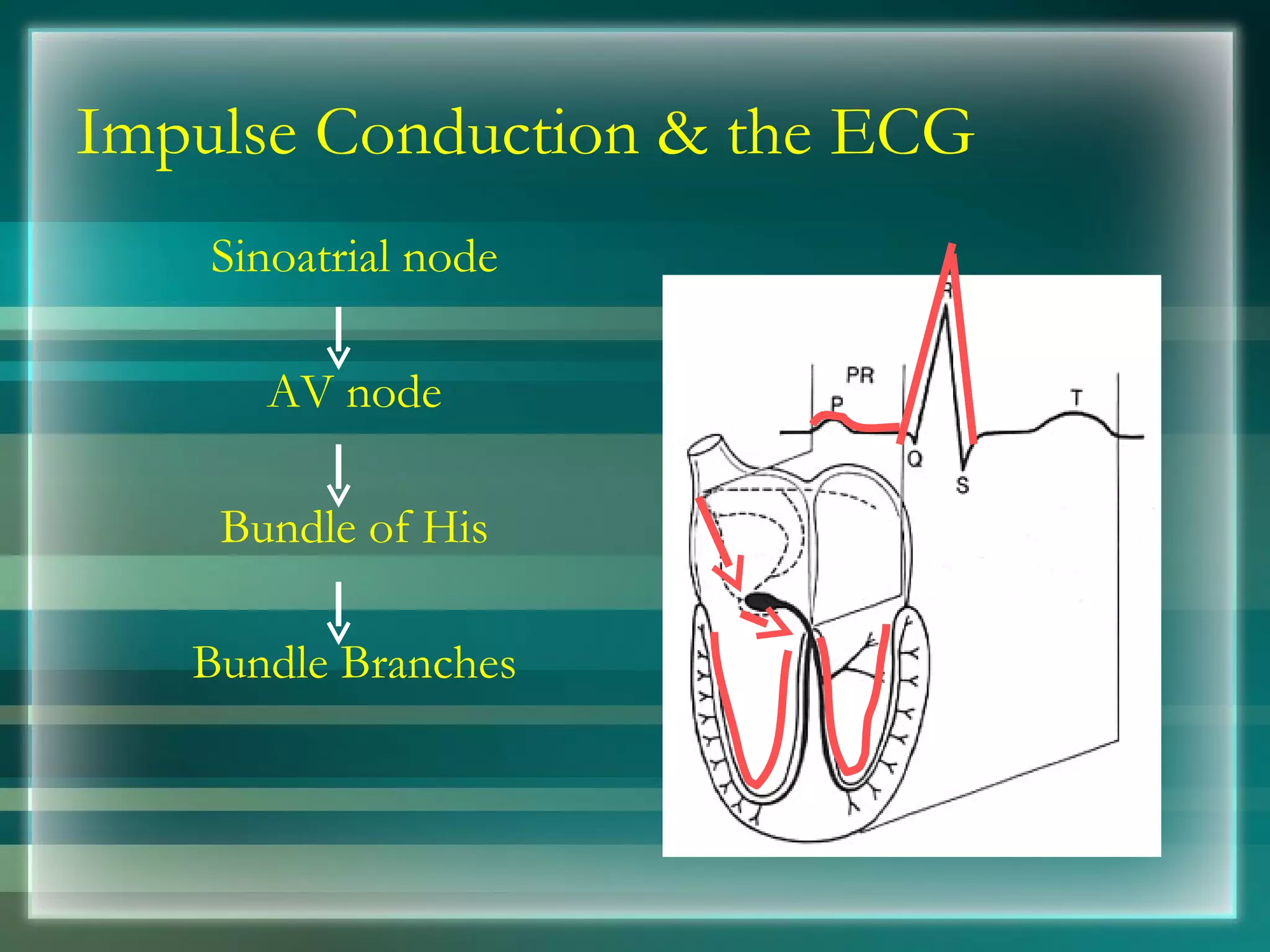 Impulse Conduction & the ECG Sinoatrial node AV node Bundle of His Bundle Branches 