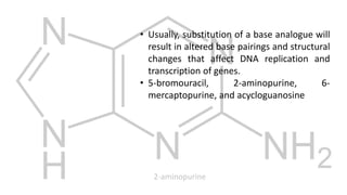 • Usually, substitution of a base analogue will
result in altered base pairings and structural
changes that affect DNA replication and
transcription of genes.
• 5-bromouracil, 2-aminopurine, 6-
mercaptopurine, and acycloguanosine
2-aminopurine
 