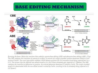 CRISPR-Cas9 system: Base and prime editing.pptx
