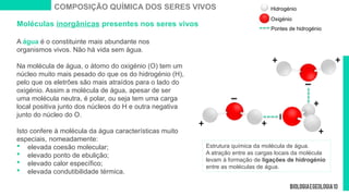 Moléculas inorgânicas presentes nos seres vivos
A água é o constituinte mais abundante nos
organismos vivos. Não há vida sem água.
Na molécula de água, o átomo do oxigénio (O) tem um
núcleo muito mais pesado do que os do hidrogénio (H),
pelo que os eletrões são mais atraídos para o lado do
oxigénio. Assim a molécula de água, apesar de ser
uma molécula neutra, é polar, ou seja tem uma carga
local positiva junto dos núcleos do H e outra negativa
junto do núcleo do O.
Isto confere à molécula da água características muito
especiais, nomeadamente:
 elevada coesão molecular;
 elevado ponto de ebulição;
 elevado calor específico;
 elevada condutibilidade térmica.
Estrutura química da molécula de água.
A atração entre as cargas locais da molécula
levam à formação de ligações de hidrogénio
entre as moléculas de água.
COMPOSIÇÃO QUÍMICA DOS SERES VIVOS
+
+
+
+
+ +
Hidrogénio
Oxigénio
Pontes de hidrogénio
 