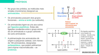 Radical
(que é variável de
aminoácido para
aminoácido)
 No grupo dos prótidos, as moléculas mais
simples (monómeros) designam-se
aminoácidos.
 Os aminoácidos possuem dois grupos
funcionais – amina e ácido (ou carboxilo).
 Os aminoácidos ligam-se uns aos outros
por ligações peptídicas. Estas são
ligações covalentes entre o grupo amina
de um aminoácido e o grupo carboxilo
de outro aminoácido.
 A polimerização dos aminoácidos dá
origem a pequenas cadeias, com menos
de 100 aminoácidos, designadas
polipeptídeos, que podem polimerizar
para originar macromoléculas – as
proteínas.
Da ligação peptídica,
uma reação de
síntese, resulta uma
molécula de água.
Assim, quando dois
aminoácidos se
separam, é gasta
uma molécula de
água – reação de
hidrólise.
PRÓTIDOS
Ligação peptídica
Grupo carboxilo
(ou ácido)
Grupo amina
 