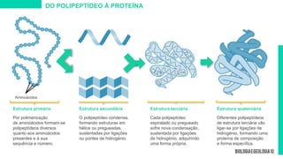 DO POLIPEPTÍDEO À PROTEÍNA
Estrutura primária
Por polimerização
de aminoácidos formam-se
polipeptídeos diversos
quanto aos aminoácidos
presentes e à sua
sequência e número.
Estrutura secundária
O polipeptídeo condensa,
formando estruturas em
hélice ou pregueadas,
sustentadas por ligações
ou pontes de hidrogénio.
Estrutura terciária
Cada polipeptídeo
espiralado ou pregueado
sofre nova condensação,
sustentada por ligações
de hidrogénio, adquirindo
uma forma própria.
Estrutura quaternária
Diferentes polipeptídeos
de estrutura terciária vão
ligar-se por ligações de
hidrogénio, formando uma
proteína de composição
e forma específica.
Aminoácidos
 
