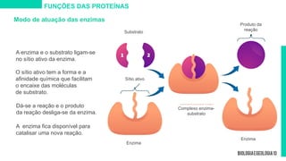 Modo de atuação das enzimas
A enzima e o substrato ligam-se
no sítio ativo da enzima.
Enzima
FUNÇÕES DAS PROTEÍNAS
O sítio ativo tem a forma e a
afinidade química que facilitam
o encaixe das moléculas
de substrato.
Dá-se a reação e o produto
da reação desliga-se da enzima.
A enzima fica disponível para
catalisar uma nova reação.
Substrato
Sítio ativo
Enzima
Complexo enzima-
substrato
Produto da
reação
 