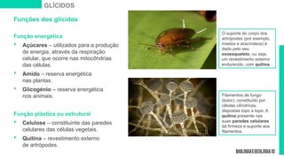 Funções dos glícidos
Função energética
 Açúcares – utilizados para a produção
de energia, através da respiração
celular, que ocorre nas mitocôndrias
das células.
 Amido – reserva energética
nas plantas.
 Glicogénio – reserva energética
nos animais.
Função plástica ou estrutural
 Celulose – constituinte das paredes
celulares das células vegetais.
 Quitina – revestimento externo
de artrópodes.
Filamentos de fungo
(bolor), constituído por
células cilíndricas,
dispostas topo a topo. A
quitina presente nas
suas paredes celulares
dá firmeza e suporte aos
filamentos.
O suporte do corpo dos
artrópodes (por exemplo,
insetos e aracnídeos) é
dado pelo seu
exoesqueleto, ou seja,
um revestimento externo
endurecido, com quitina.
GLÍCIDOS
 