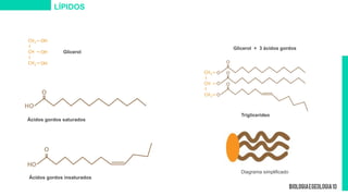 Diagrama simplificado
Glicerol
Triglicerídeo
Ácidos gordos saturados
Glicerol + 3 ácidos gordos
Ácidos gordos insaturados
LÍPIDOS
 