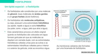 Um lípido especial – o fosfolípido
 Os fosfolípidos são constituídos por uma molécula
de glicerol, duas moléculas de ácidos gordos
e um grupo fosfato (ácido fosfórico).
 Os fosfolípidos são moléculas anfipáticas,
ou seja, possuem uma extremidade hidrofóbica
(ou apolar, repele a água) e outra hidrofílica
(ou polar, como a água, pelo que atrai a água).
 Esta característica provoca um efeito original
quando os fosfolípidos são colocados em água:
formam gotículas em que as moléculas se
dispõem em camada dupla, com as extremidades
hidrofóbicas voltadas umas para as outras e as
extremidades hidrofílicas voltadas para o interior
e o exterior da gotícula, onde se encontra a água.
Extremidade
hidrofílica
Estrutura simplificada
de um fosfolípido
Extremidade
hidrofóbica
Gotícula de fosfolípidos,
formada quando eles se
encontram no seio da água.
FOSFOLÍPIDOS
Bicamada fosfolipídica
As membranas celulares são formadas
por uma bicamada de fosfolípidos.
 