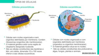 Células procarióticas
 Células sem núcleo organizado e sem
organitos delimitados por membrana. Contém
ribossomas (organitos não membranares).
 O material genético está numa região do
citoplasma designada nucleoide.
 São as células constituintes das bactérias e
têm, em média, dimensão 10 a 100 vezes
inferior à das células eucarióticas.
Células eucarióticas
 Células com núcleo organizado e com
organelos delimitados por membrana
(organelos ou organitos membranares).
 O material genético situa-se no núcleo.
 São as células constituintes dos protozoários,
algas, fungos, plantas e animais.
TIPOS DE CÉLULAS
Nucleoide
Membrana
celular
Organelos
celulares
Núcleo
Membrana
celular
 