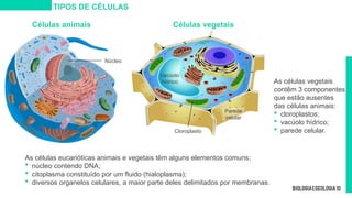 Células animais
As células vegetais
contêm 3 componentes
que estão ausentes
das células animais:
 cloroplastos;
 vacúolo hídrico;
 parede celular.
Células vegetais
As células eucarióticas animais e vegetais têm alguns elementos comuns:
 núcleo contendo DNA;
 citoplasma constituído por um fluido (hialoplasma);
 diversos organelos celulares, a maior parte deles delimitados por membranas.
TIPOS DE CÉLULAS
Vacúolo
hídrico
Parede
celular
Cloroplasto
Núcleo
 