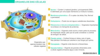 Núcleo – Contém o material genético, principalmente DNA.
É delimitado por uma dupla membrana (o invólucro nuclear).
Membrana plasmática – É a «pele» da célula, fina, flexível
e permeável.
Hialoplasma – Fluido rico em água e substâncias dissolvidas.
Ribossoma e retículo endoplasmático – Organelos importantes
na síntese e no transporte de proteínas.
Mitocôndria – Organelo onde ocorre a maior parte do processo
de respiração celular, pelo que se pode considerar a «central
de energia» da célula.
Parede celular – Confere firmeza à célula, pois é rígida.
Nas plantas é formada por celulose e nos fungos por quitina.
Cloroplasto – Organito onde decorre a fotossíntese.
Vacúolo hídrico – Organito de grandes dimensões onde
a célula vegetal armazena água e sais minerais.
ORGANELOS DAS CÉLULAS
Organelos que
apenas existem nas
células vegetais
4
1
2
3
5
6
7
8
1
2
3
4
5
6
7
8
 