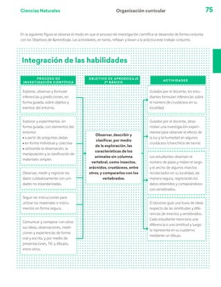 Ciencias Naturales 75
Integración de las habilidades
Proceso de
investigación científica
Objetivo de aprendizaje
2º básico
Actividades
Explorar, observar y formular
inferencias y predicciones, en
forma guiada, sobre objetos y
eventos del entorno.
Explorar y experimentar, en
forma guiada, con elementos del
entorno:
ú a partir de preguntas dadas
ú en forma individual y colectiva
ú utilizando la observación, la
manipulación y la clasificación de
materiales simples
Observar, medir y registrar los
datos cuidadosamente con uni-
dades no estandarizadas.
Seguir las instrucciones para
utilizar los materiales e instru-
mentos en forma segura.
Comunicar y comparar con otros
sus ideas, observaciones, medi-
ciones y experiencias de forma
oral y escrita, y por medio de
presentaciones, TIC y dibujos,
entre otros.
Observar, describir y
clasificar, por medio
de la exploración, las
características de los
animales sin columna
vertebral, como insectos,
arácnidos, crustáceos, entre
otros, y compararlos con los
vertebrados.
Guiados por el docente, los estu-
diantes formulan inferencias sobre
el número de crustáceos en su
localidad.
Guiados por el docente, desa-
rrollan una investigación experi-
mental para observar el efecto de
la luz y la humedad en algunos
crustáceos (chanchitos de tierra).
Los estudiantes observan el
número de patas y miden el largo
y el ancho de algunos insectos
recolectados en su localidad, de
manera segura, registrando los
datos obtenidos y comparándolos
con vertebrados.
El docente guía una lluvia de ideas
respecto de las similitudes y dife-
rencias de insectos y vertebrados.
Cada estudiante menciona una
diferencia o una similitud y luego
la representa en su cuaderno
mediante un dibujo.
En la siguiente figura se observa el modo en que el proceso de investigación científica se desarrolla de forma conjunta
con los Objetivos de Aprendizaje. Las actividades, en tanto, reflejan y llevan a la práctica este trabajo conjunto.
Organización curricular
 