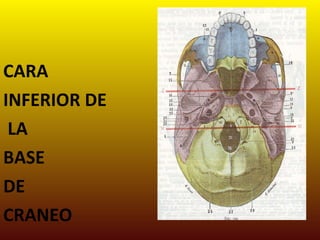 . CARA  INFERIOR DE LA  BASE  DE  CRANEO 