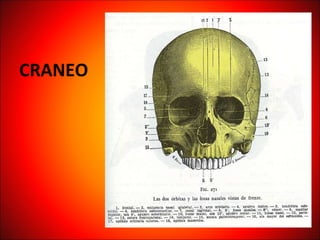- CRANEO 