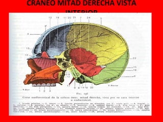 CRANEO MITAD DERECHA VISTA INTERIOR . 